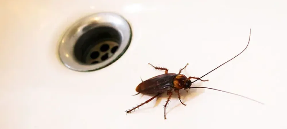 cockroach near drain